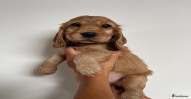 Cocker Spaniel dogs in Cambridge - Advert 14