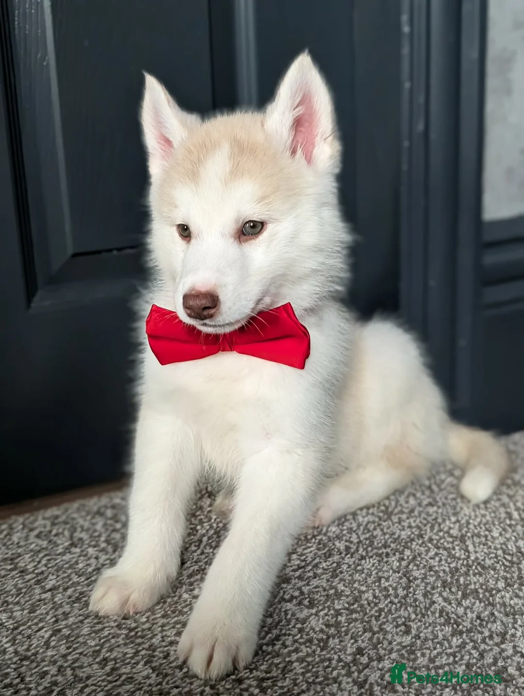 Siberian Husky dogs for sale: 6 beautiful Siberian Huskies  1 available  - Advert 3