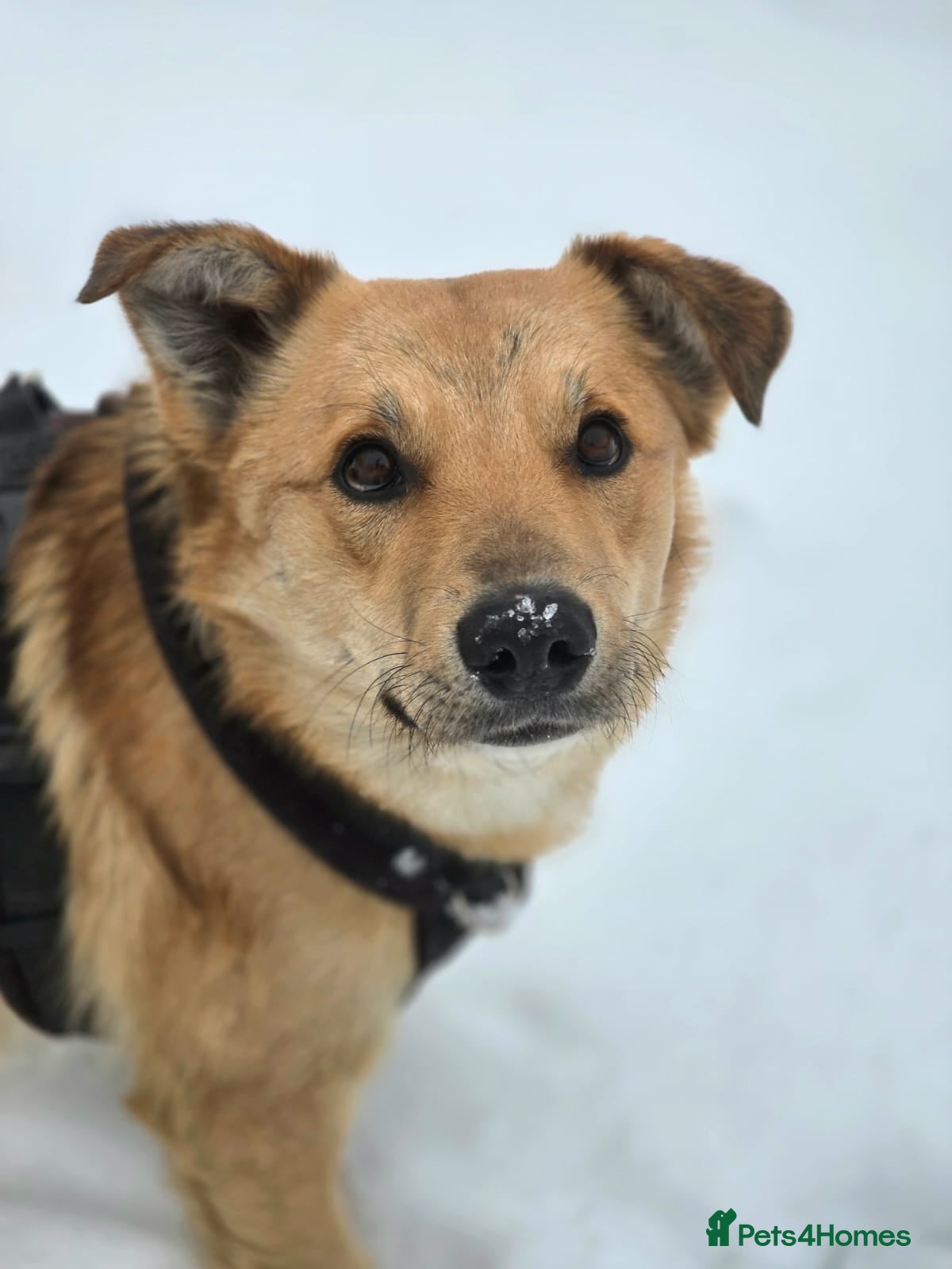 Mixed Breed dogs 💙Yanik💙 1,5 yo low medium boy with an open heart - Advert 1