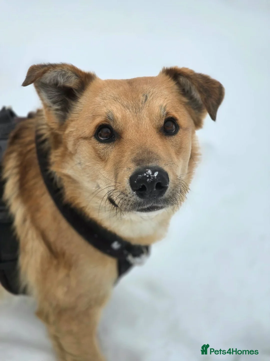 Mixed Breed dogs for adoption: 💙Yanik💙 1,5 yo low medium boy with an open heart - Advert 1