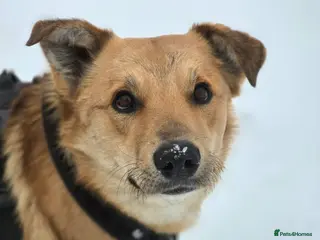 Mixed Breed dogs 💙Yanik💙 1,5 yo low medium boy with an open heart - Advert 1