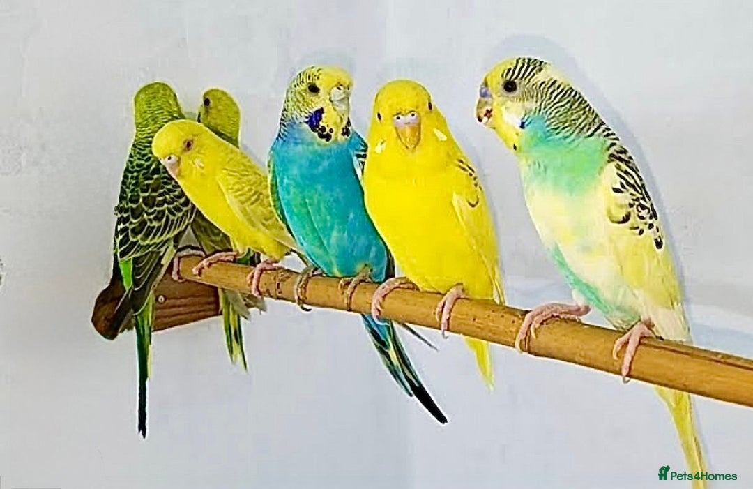 Budgerigars birds for sale: Beautiful Baby Budgies & Cages - Various Mutations - Image 4