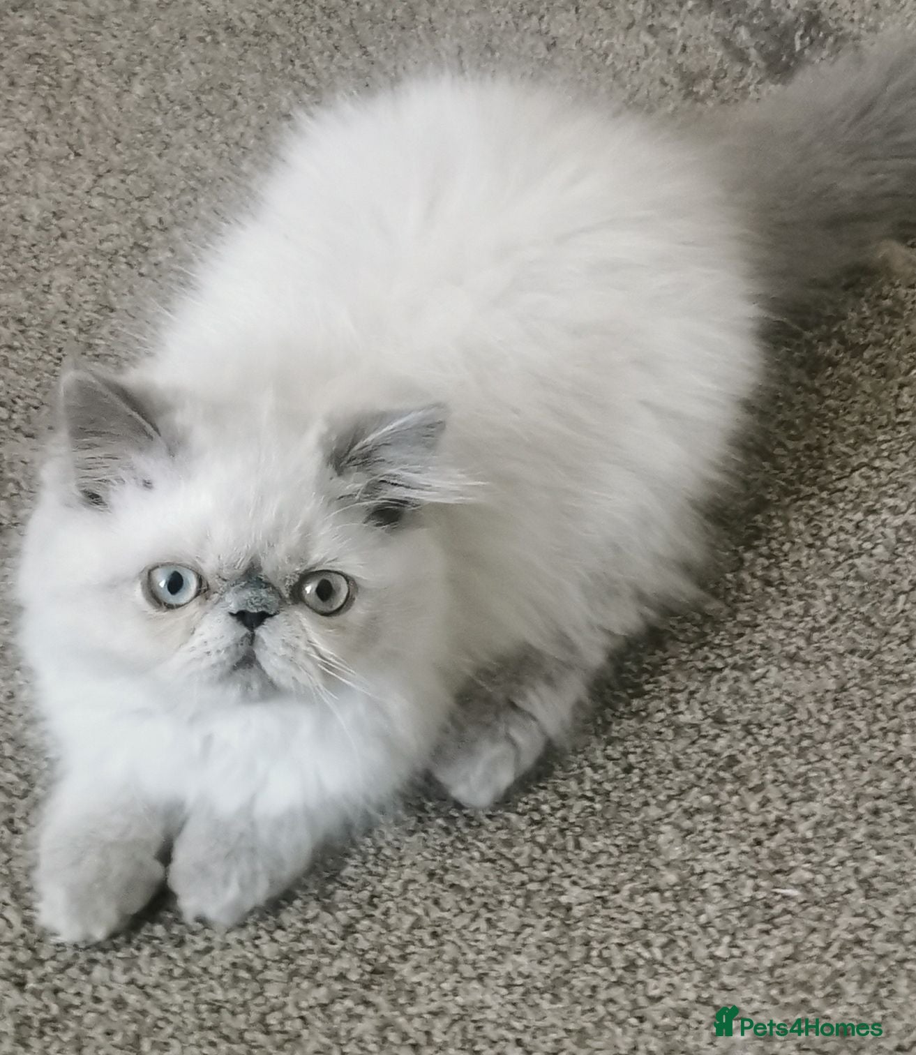 Persian cats Pedigree Persian exotic  - Advert 1