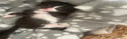 Siamese cats for sale: 🐱 BEAUTIFUL SIAMESE‑CROSS KITTENS 🐱  - Advert 3