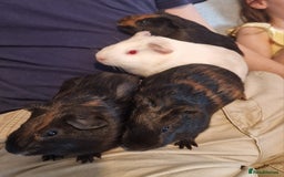 Guinea Pig rodents for sale: Beautiful baby guinea pigs. in Basildon - Image 20