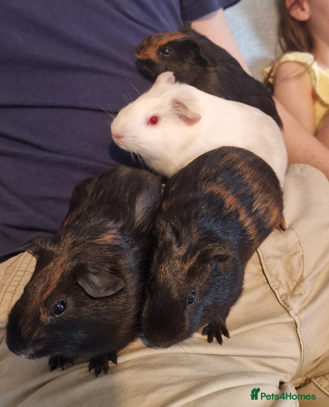 Guinea Pig rodents for sale: Beautiful baby guinea pigs. in Basildon - Image 20