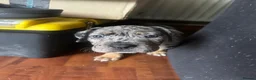 Mixed Breed dogs for sale: 2 beautiful girls left  - Advert 19