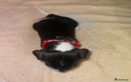 Jack Russell dogs for sale: Stunning Jack Russell puppies - Image 11