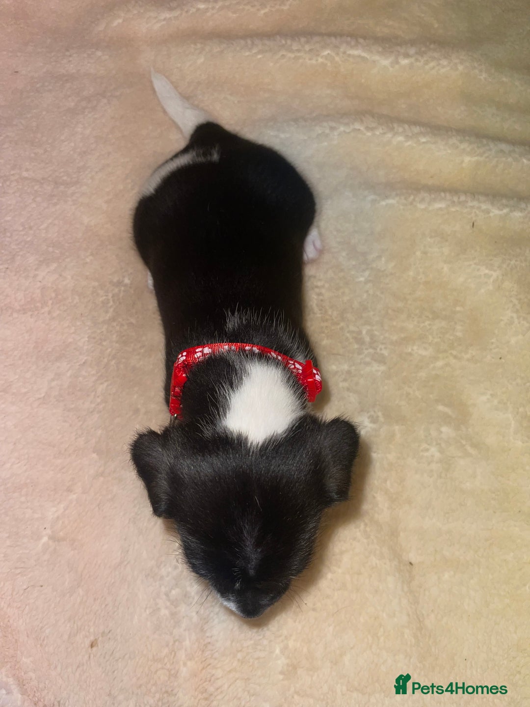 Jack Russell dogs for sale: Stunning Jack Russell puppies - Image 11