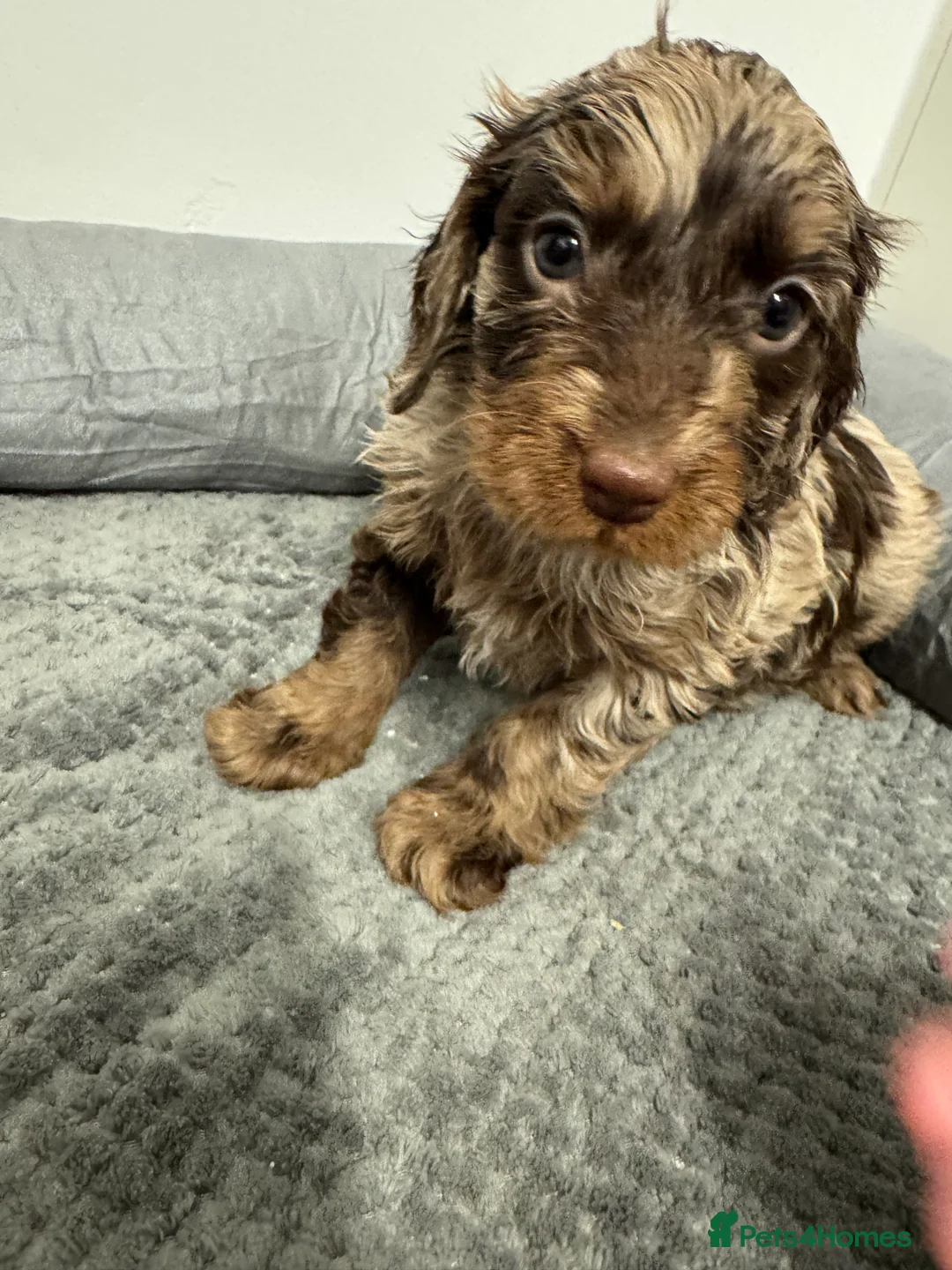 Cockapoo dogs for sale: F1 miniature Cockapoos  - Advert 9