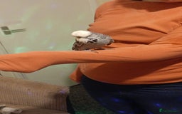 Budgerigars birds for sale: Two budgies  - Image 5