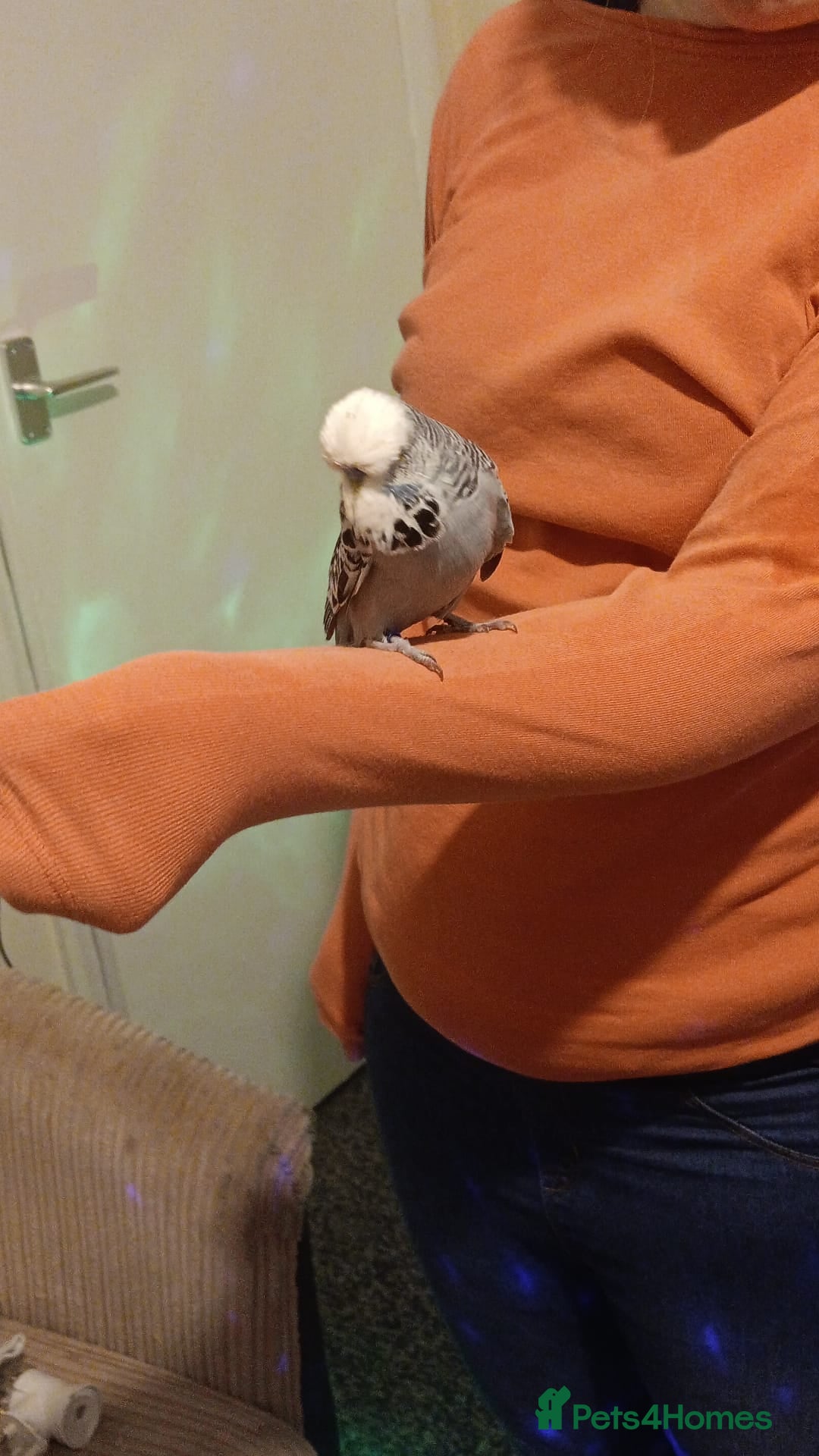 Budgerigars birds for sale: Two budgies  - Image 5