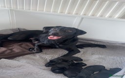 Labrador Retriever dogs for sale: 5 beautiful Labrador puppies - Image 2