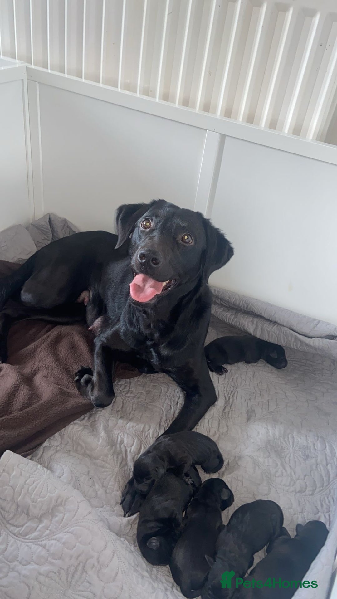 Labrador Retriever dogs for sale: 5 beautiful Labrador puppies - Image 2