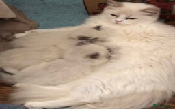 Ragdoll cats for sale: ✨Adorable Male ragdoll kitten.blue eyes grey tips - Image 7