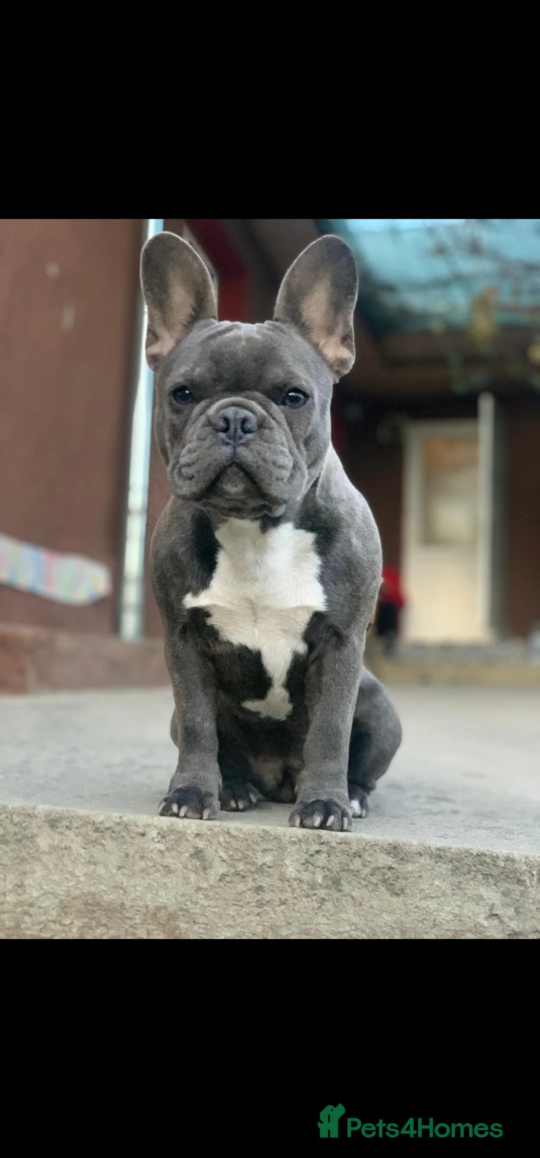 French Bulldog dogs for sale: French Bulldog for sale - Advert 6
