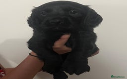 Cocker Spaniel dogs for sale: Working Cocker Spaniels  - Image 11