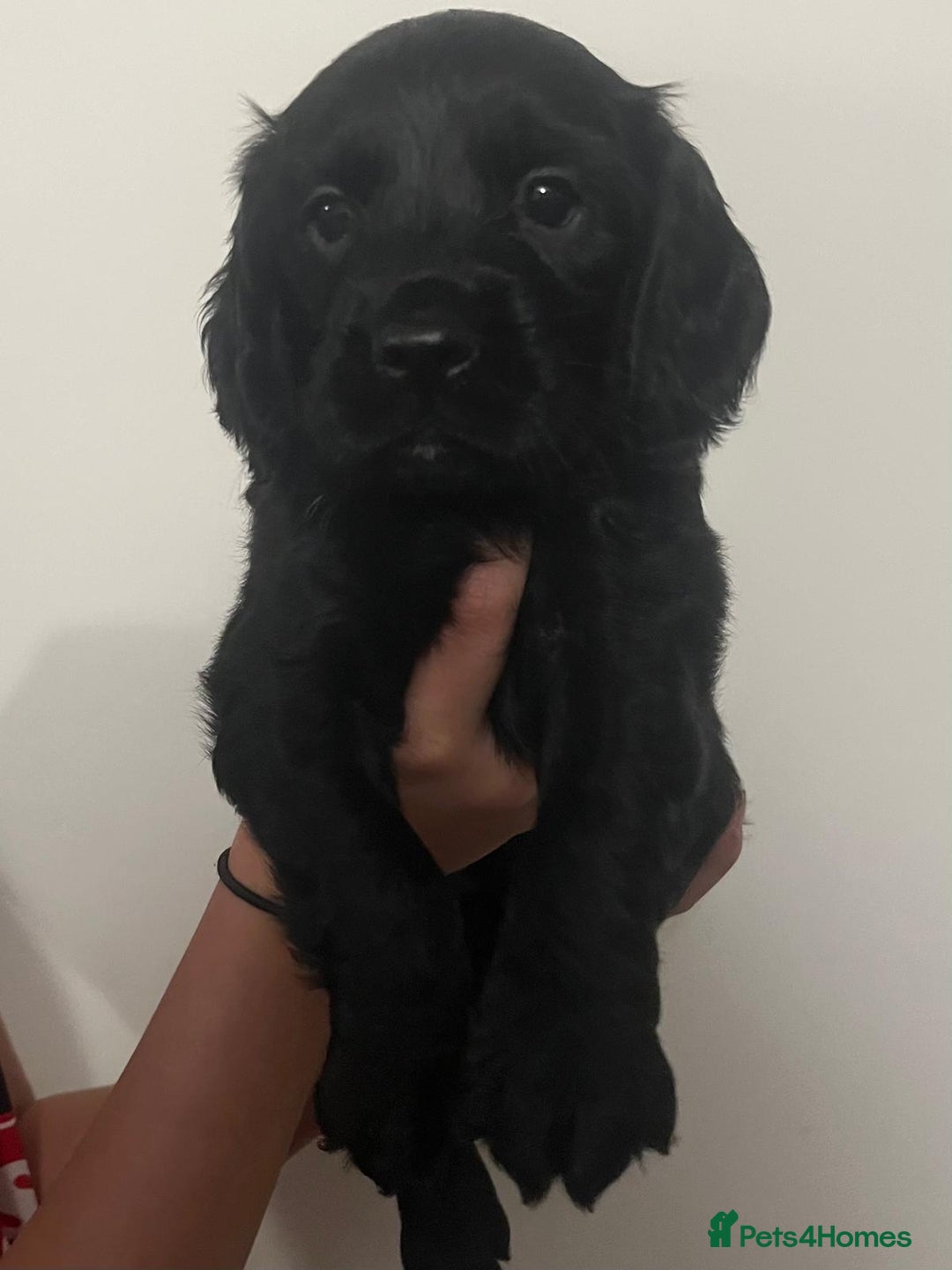 Cocker Spaniel dogs for sale: Working Cocker Spaniels  - Image 11