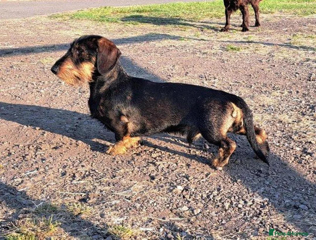 Miniature Dachshund dogs for stud: Kc reg Miniature wire haired dachshund (Teckle) - Advert 4