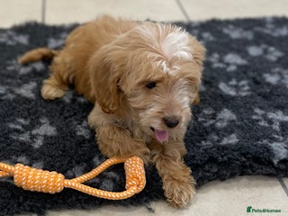 Cockapoo dogs 1 ADORABLE COCKAPOO GIRL LEFT - Advert 2