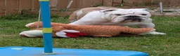 English Bulldog dogs for sale: English bulldog borris - Advert 4