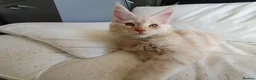 Maine Coon cats for sale: TICA Reg 2 Pure Bread Maine coon kittens - Advert 21