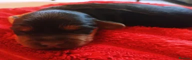Cockapoo 2