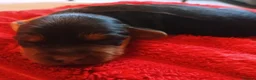 Cockapoo dogs for sale: Fb1 puppies  in Shepperton - Advert 3