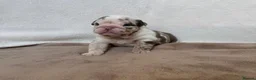 English Bulldog dogs for sale: Beautiful bulldog puppies  - Advert 15