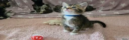 Mixed Breed cats for sale: Beautiful kittens looking for their forever homes  - Advert 40