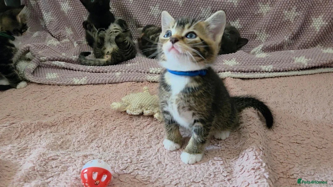 Mixed Breed cats for sale: Beautiful kittens looking for their forever homes  - Advert 40