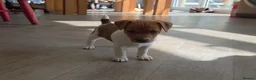 Jack Russell dogs for sale: Exquisite litter of Jack Russell Pups 🐾  - Advert 13