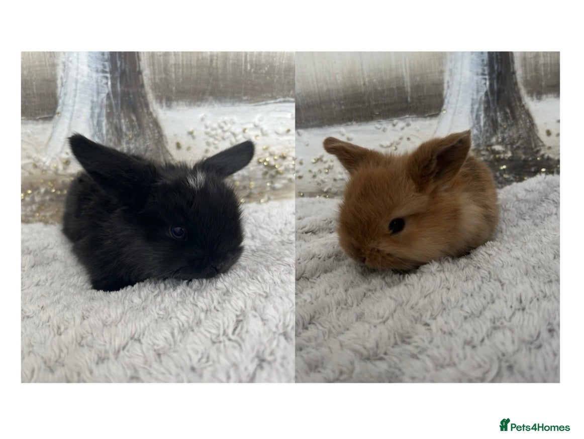 Mini Lop rabbits 🐰Pure Bred (4w old) Mini Lop Babies - Advert 1
