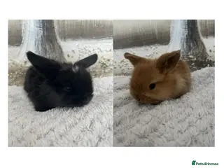 Mini Lop rabbits for sale: đ°Pure Bred (5w old) Mini Lop Babies - Advert 2