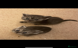 British Shorthair cats for sale: GCCF reg silver British Shorthaired kittens  - Image 16