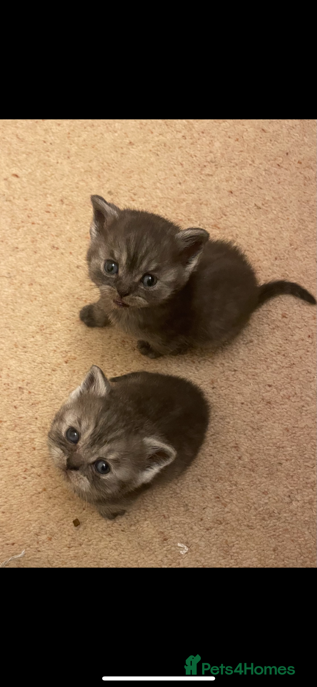 British Shorthair cats for sale: GCCF reg silver British Shorthaired kittens  - Image 16