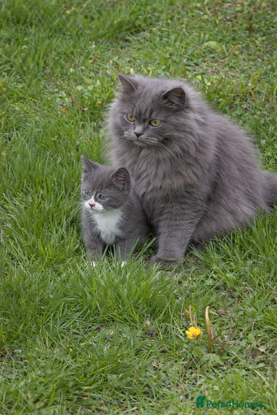 Mixed Breed cats for sale: Last one beautiful kitten boy  - Advert 5