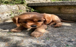 Cavalier King Charles Spaniel dogs for sale: Beautiful KC reg ruby puppies, home reared - Image 9