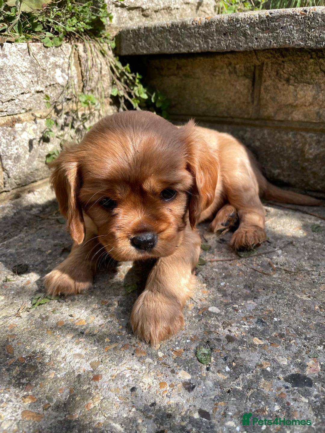 Cavalier King Charles Spaniel dogs for sale: Beautiful KC reg ruby puppies, home reared - Image 9