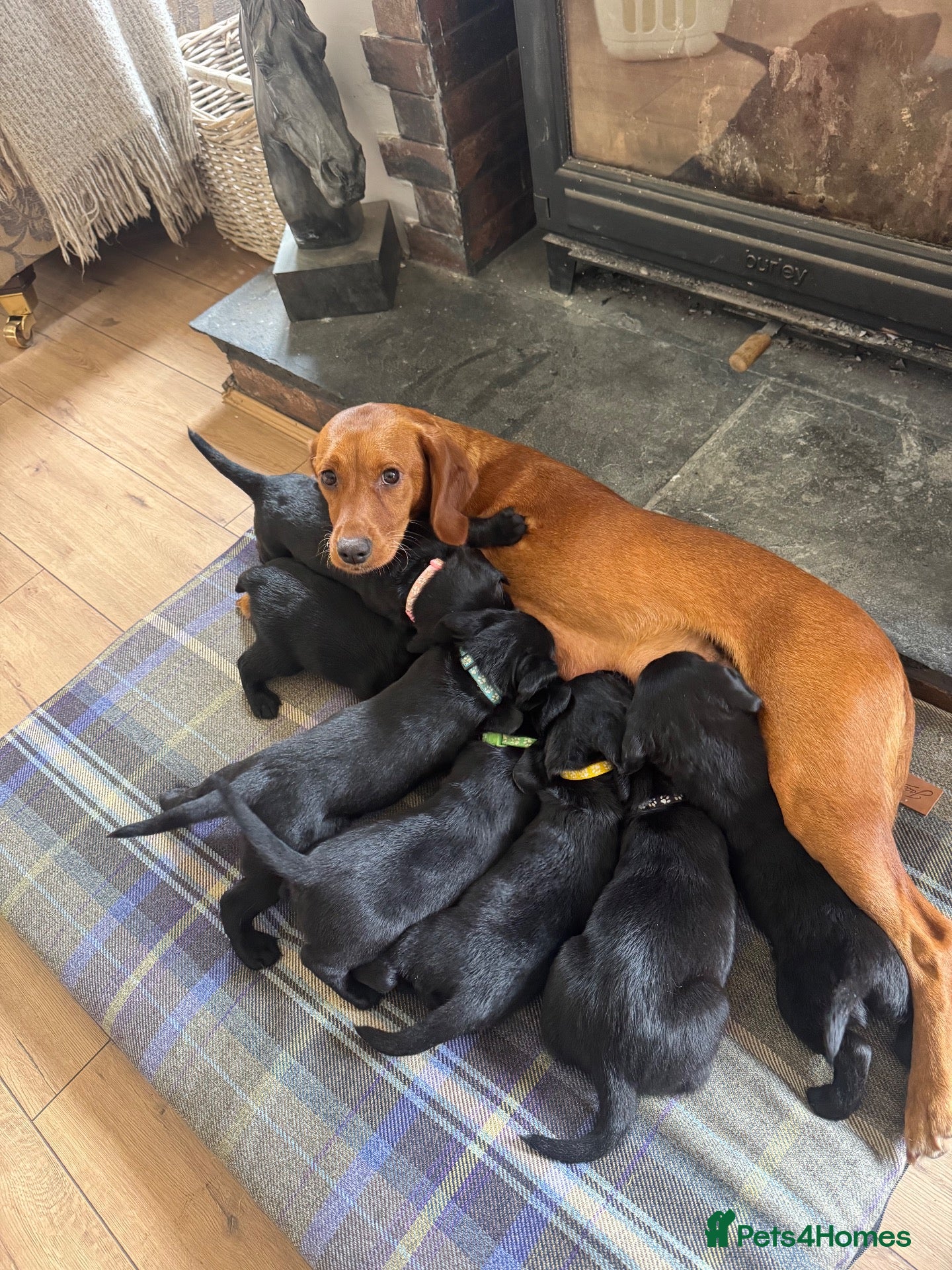 Mixed Breed dogs Beautiful Cockador × Labrador Puppies  - Advert 1