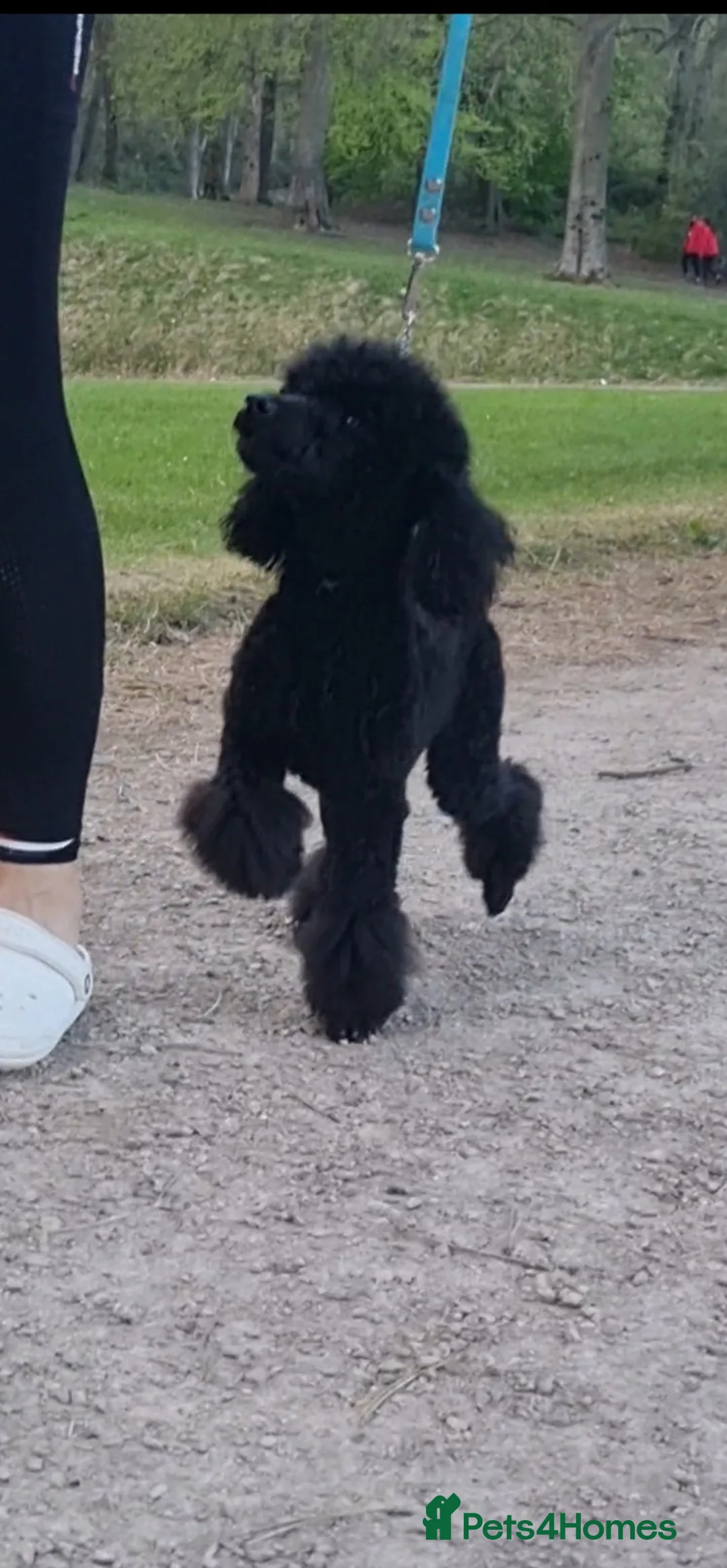 Toy Poodle dogs for stud: Toy poodle stud boy  in Blackburn - Advert 11