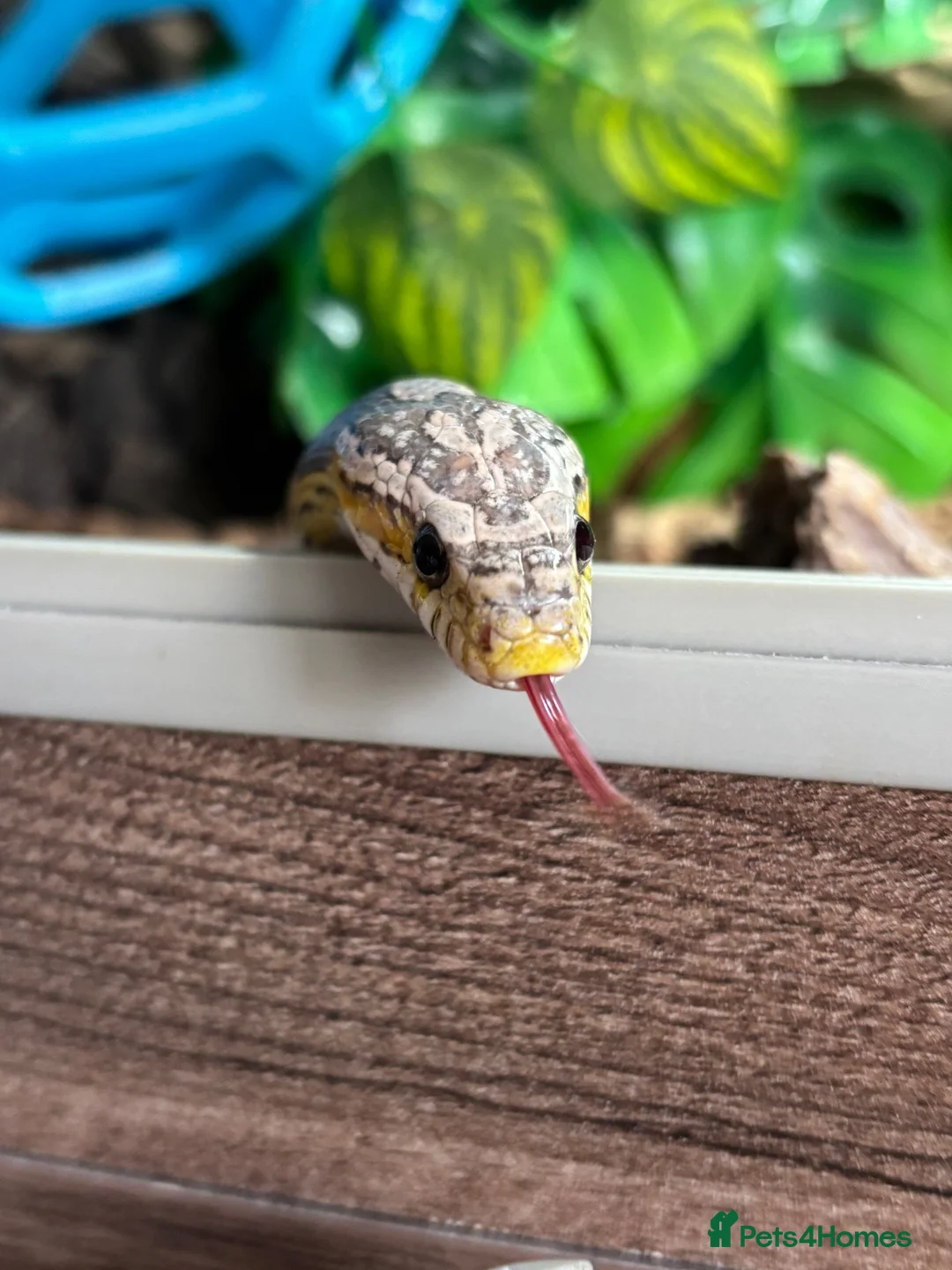 Corn Snake reptiles for sale: Ghost morph corn snake + set up  - Advert 6