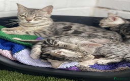 Bengal cats for sale: 🐾 Pedigree tica registered Bengal Kittens - Image 13