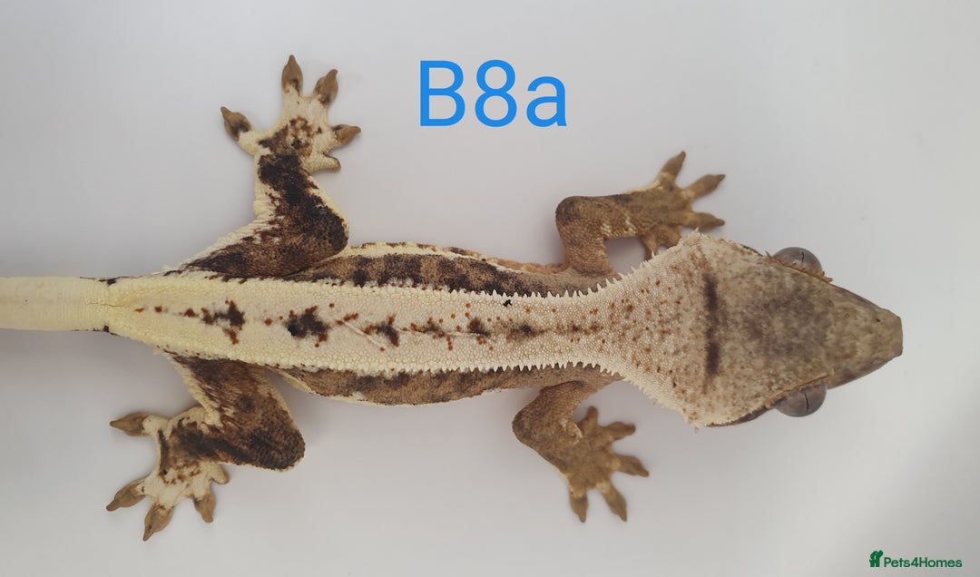 Gecko reptiles for sale: Juvenile Crested Geckos - Image 28