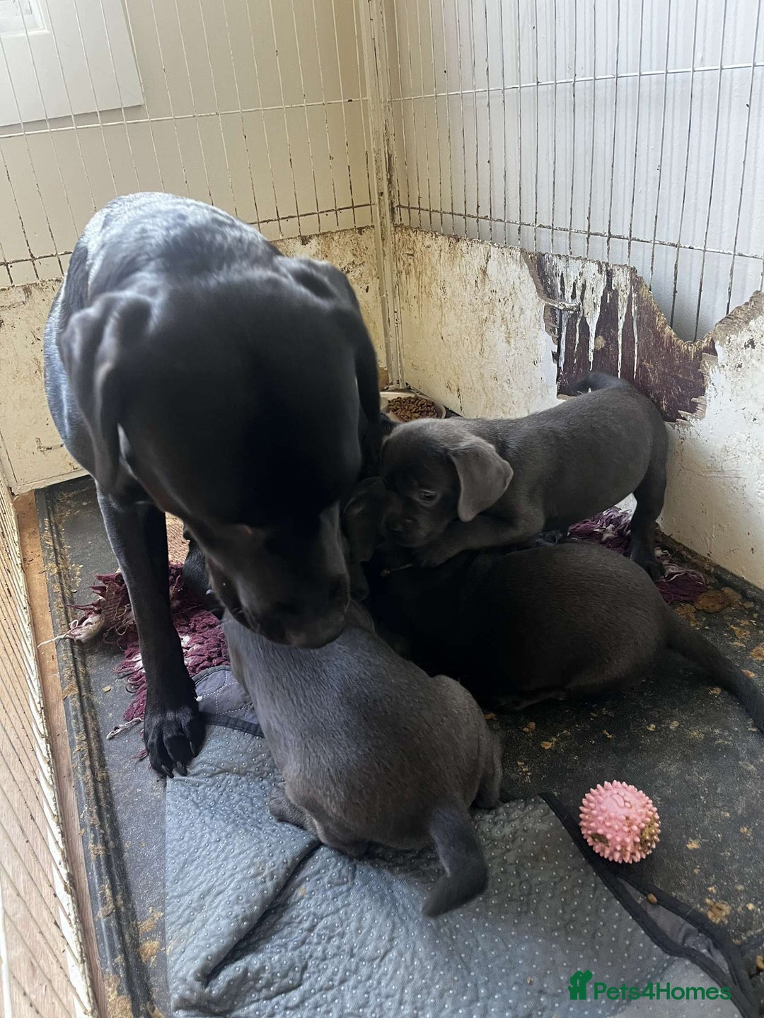 Labrador Retriever dogs for sale: Silver labrador puppys - Image 12