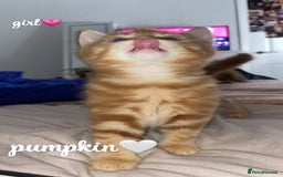 Mixed Breed cats for sale: 4 gorgeous kittens - Image 1