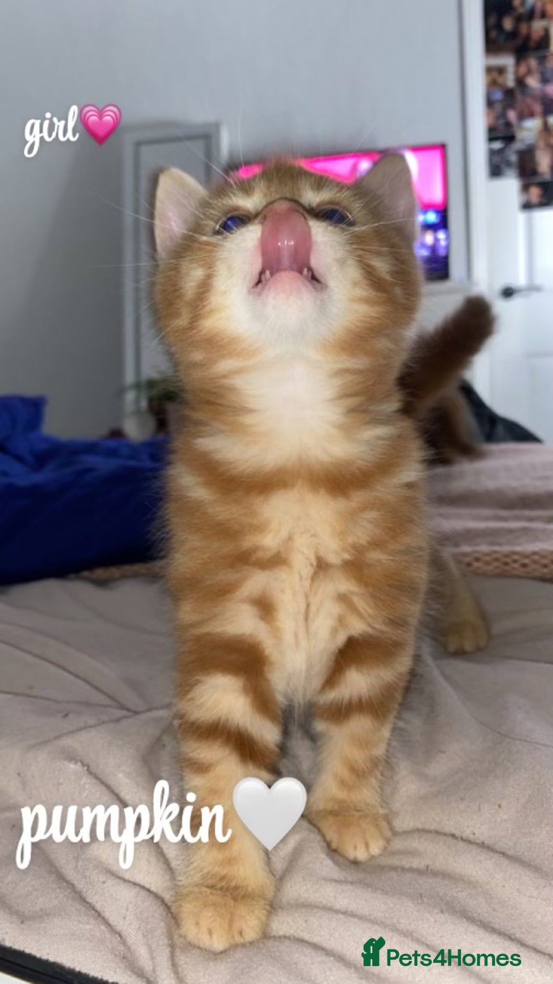 Mixed Breed cats for sale: 4 gorgeous kittens - Image 1