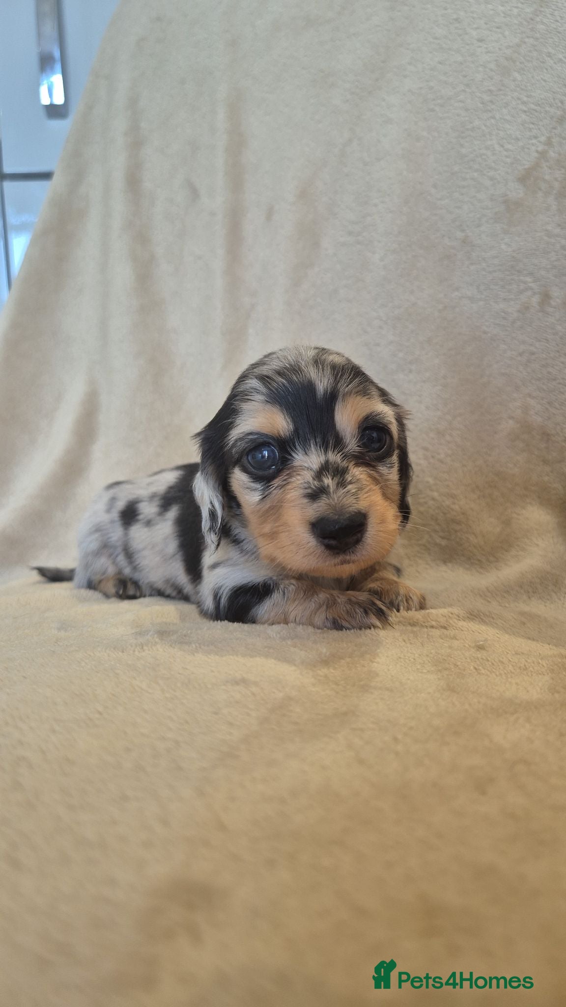 Miniature Dachshund dogs Miniature dachshunds long haired  - Advert 1