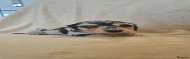 Miniature Dachshund 4