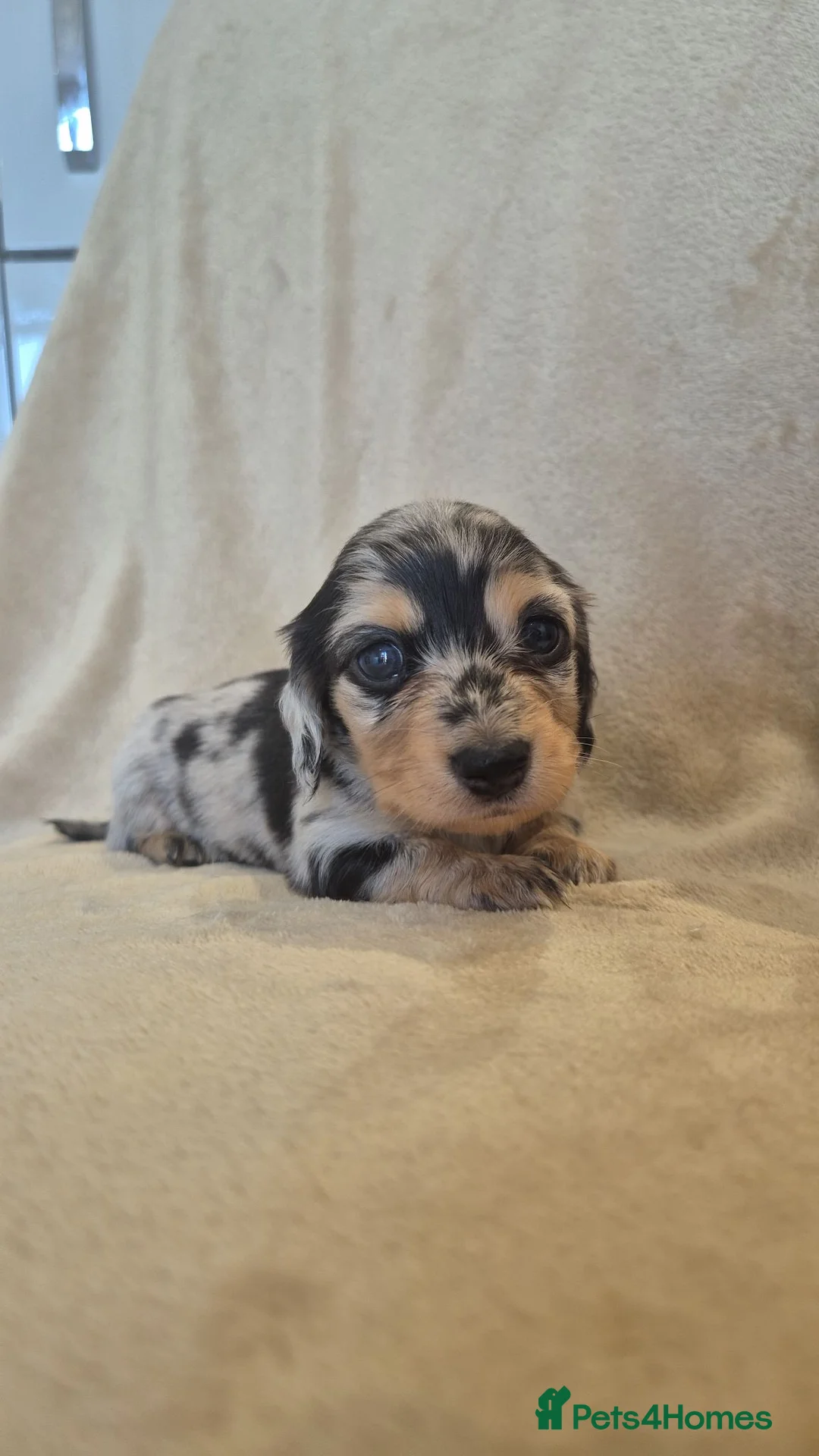 Miniature Dachshund dogs for sale: Miniature dachshunds long haired  - Advert 1